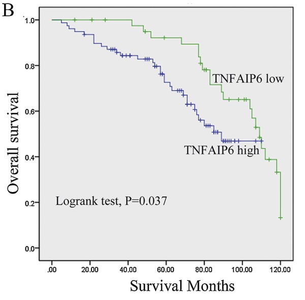 The TNFAIP6-low group had significantly better OS outcomes than the TNFAIP6-high group.jpg